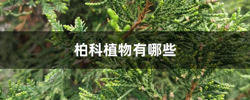 柏科植物有哪些 柏科植物有哪些