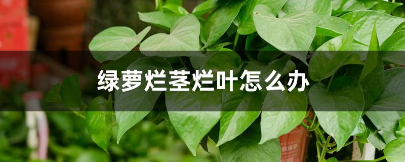 绿萝烂茎烂叶怎么办 绿萝烂茎烂叶怎么办