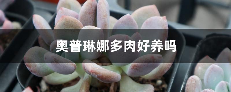奥普琳娜多肉好养吗 奥普琳娜多肉好养吗