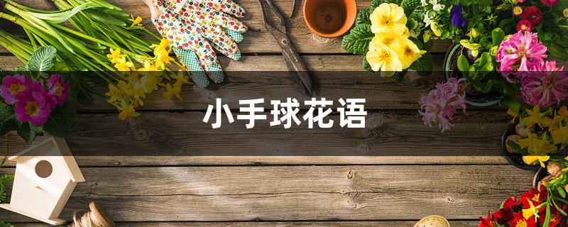小手球花语
