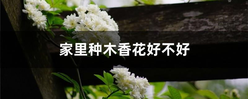 家里种木香花好不好 家里种木香花好不好