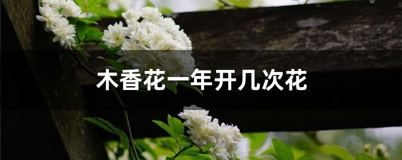 木香花一年开几次花 木香花一年开几次花