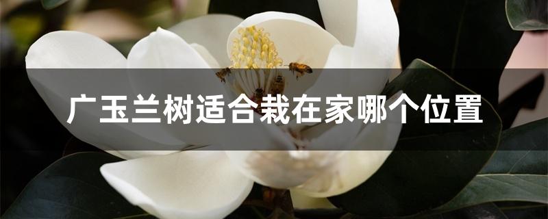 广玉兰树适合栽在家哪个位置 广玉兰树适合栽在家哪个位置