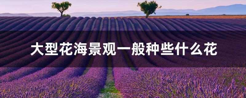 大型花海景观一般种些什么花 大型花海景观一般种些什么花