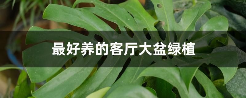 最好养的客厅大盆绿植 最好养的客厅大盆绿植