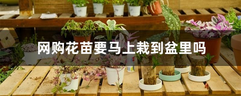 网购花苗要马上栽到盆里吗