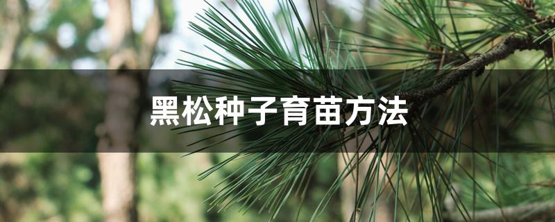 黑松种子育苗方法 黑松种子育苗方法