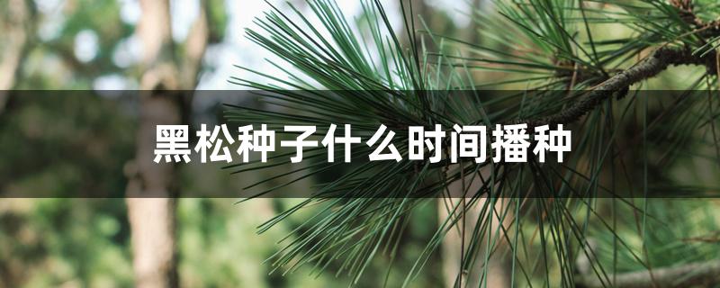 黑松种子什么时间播种 黑松种子什么时间播种
