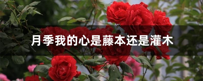 月季我的心是藤本还是灌木 月季我的心是藤本还是灌木