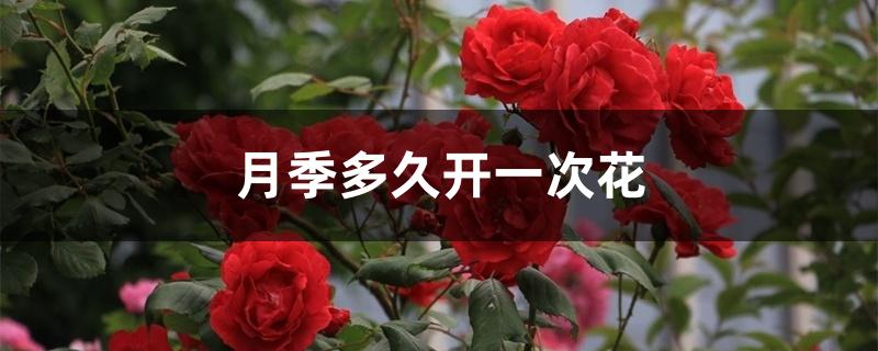 月季多久开一次花 月季多久开一次花