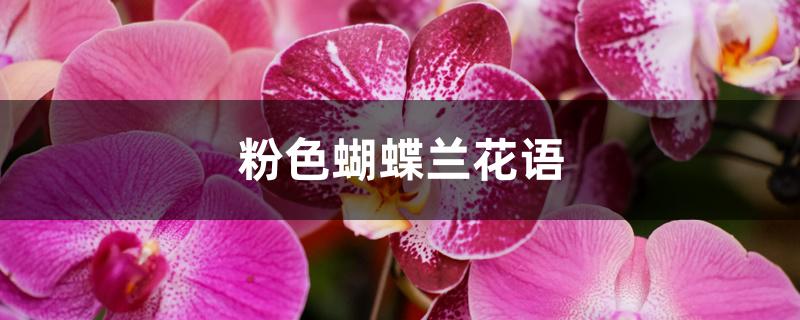 粉色蝴蝶兰花语 粉色蝴蝶兰花语