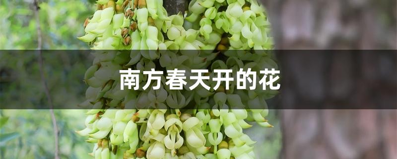 南方春天开的花 南方春天开的花