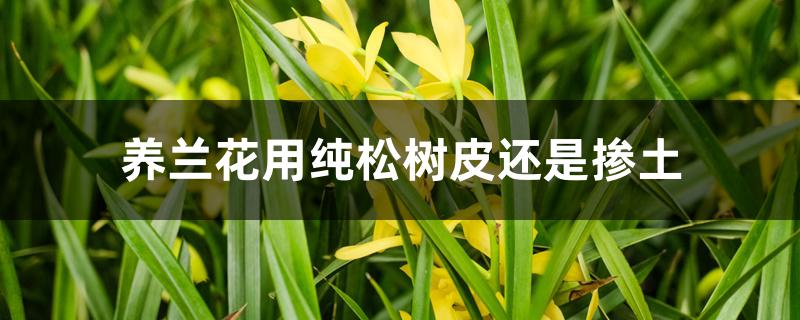 养兰花用纯松树皮还是掺土 养兰花用纯松树皮还是掺土