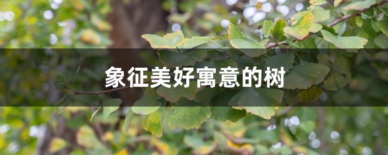 象征美好寓意的树 象征美好寓意的树