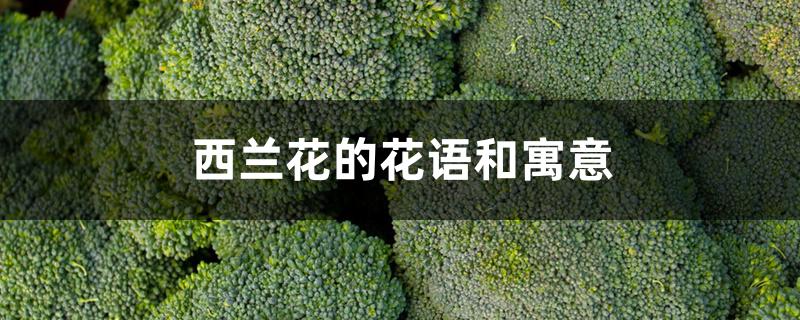 西兰花的花语和寓意 西兰花的花语和寓意