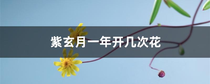紫玄月一年开几次花 紫玄月一年开几次花