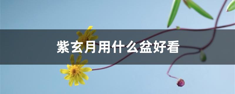 紫玄月用什么盆好看