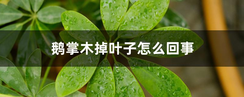 鹅掌木掉叶子怎么回事 鹅掌木掉叶子怎么回事