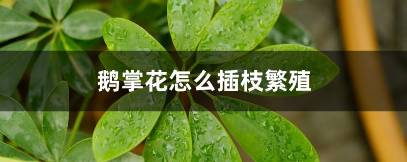 鹅掌花怎么插枝繁殖 鹅掌花怎么插枝繁殖