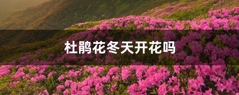 杜鹃花冬天开花吗 杜鹃花冬天开花吗