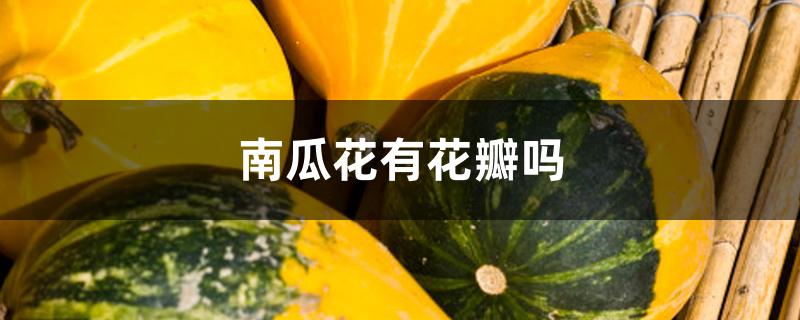南瓜花有花瓣吗 南瓜花有花瓣吗
