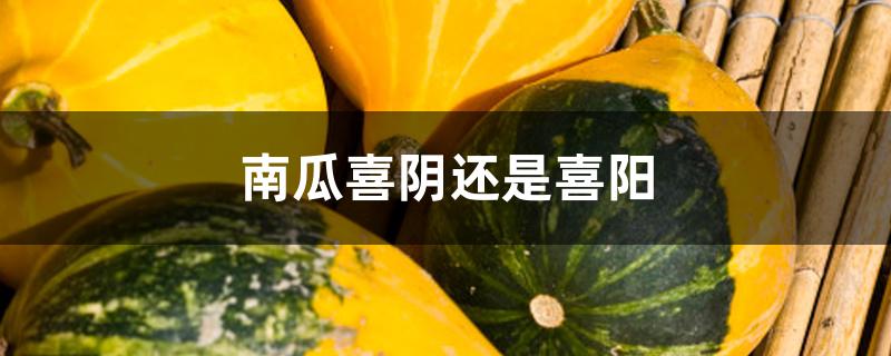 南瓜喜阴还是喜阳 南瓜喜阴还是喜阳