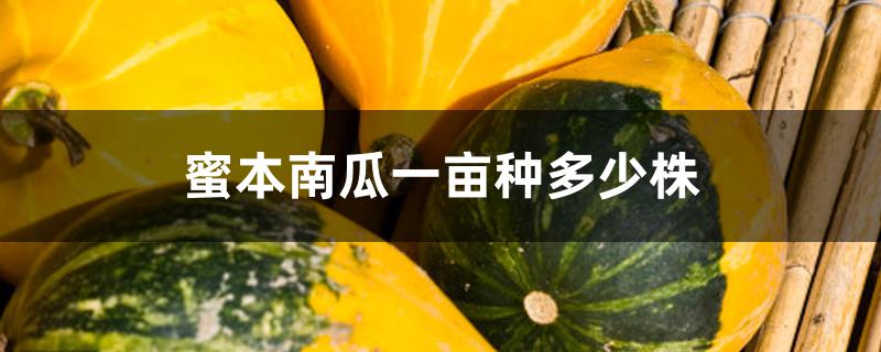 蜜本南瓜一亩种多少株 蜜本南瓜一亩种多少株