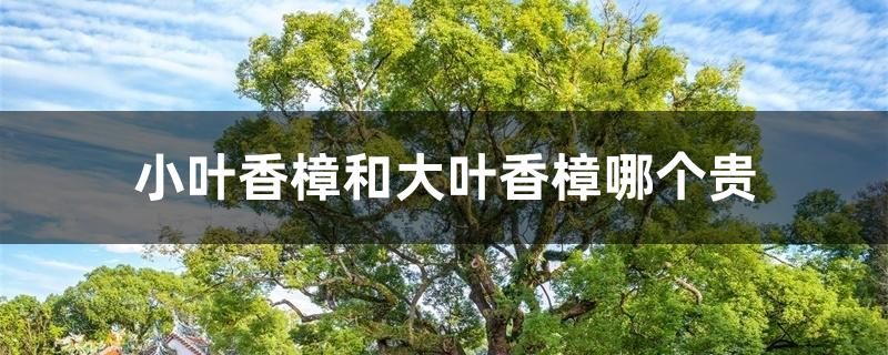 小叶香樟和大叶香樟哪个贵 小叶香樟和大叶香樟哪个贵