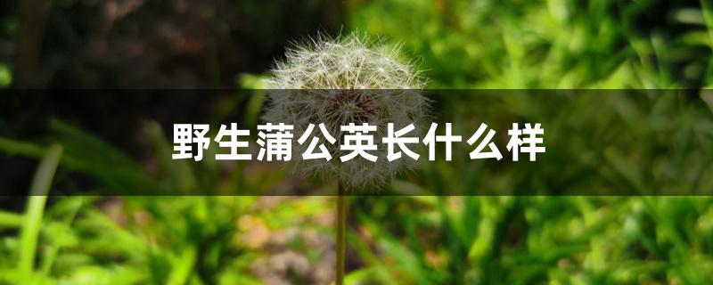 野生蒲公英长什么样 野生蒲公英长什么样