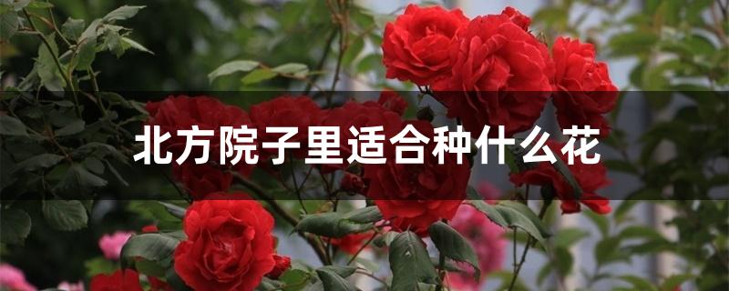北方院子里适合种什么花 北方院子里适合种什么花