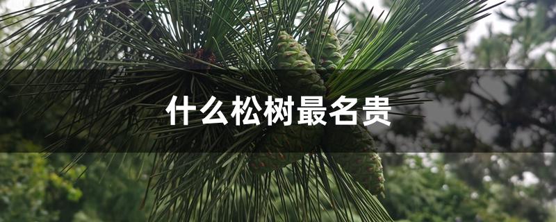 什么松树最名贵 什么松树最名贵
