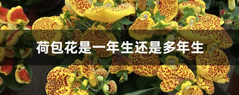 荷包花是一年生还是多年生 荷包花是一年生还是多年生