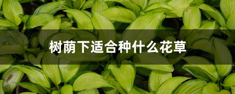 树荫下适合种什么花草 树荫下适合种什么花草