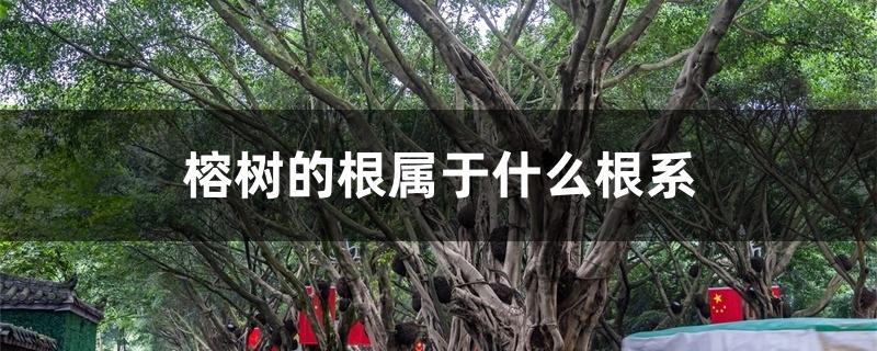 榕树的根属于什么根系