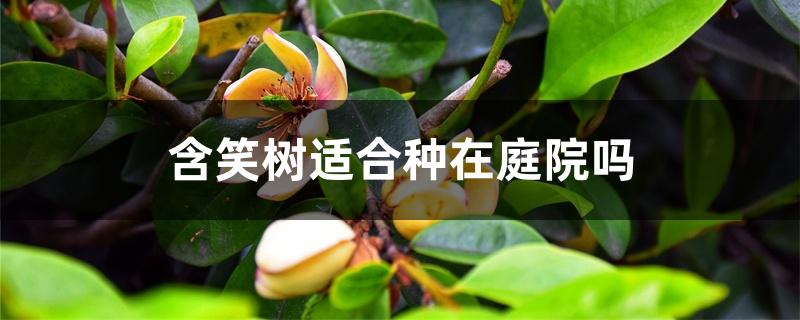 含笑树适合种在庭院吗 含笑树适合种在庭院吗