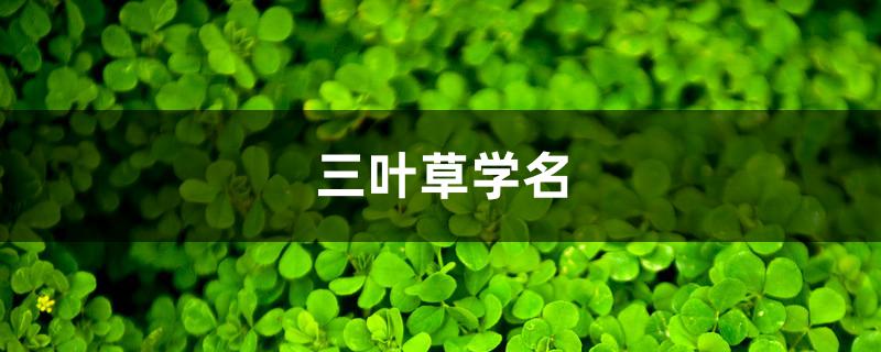 三叶草学名 三叶草学名