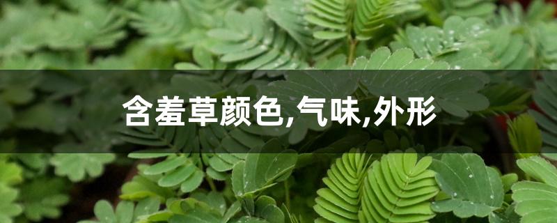含羞草颜色,气味,外形 含羞草颜色,气味,外形