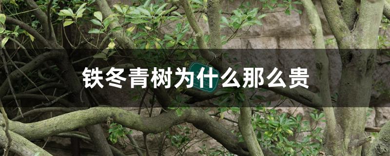 铁冬青树为什么那么贵 铁冬青树为什么那么贵