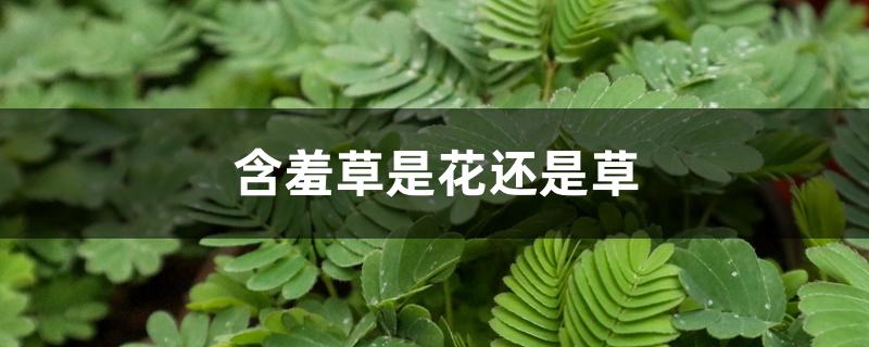 含羞草是花还是草 含羞草是花还是草