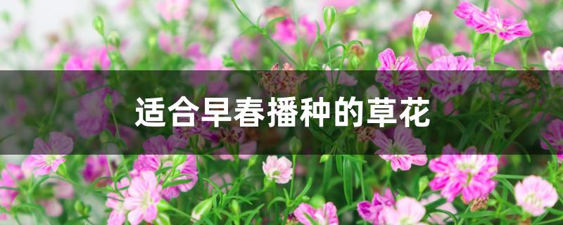 适合早春播种的草花 适合早春播种的草花