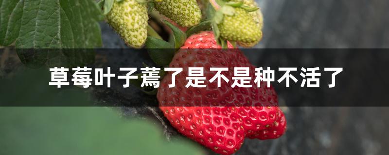 草莓叶子蔫了是不是种不活了 草莓叶子蔫了是不是种不活了