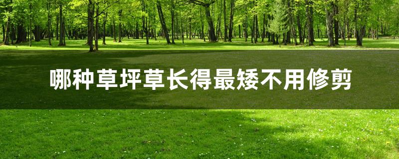 哪种草坪草长得最矮不用修剪 哪种草坪草长得最矮不用修剪