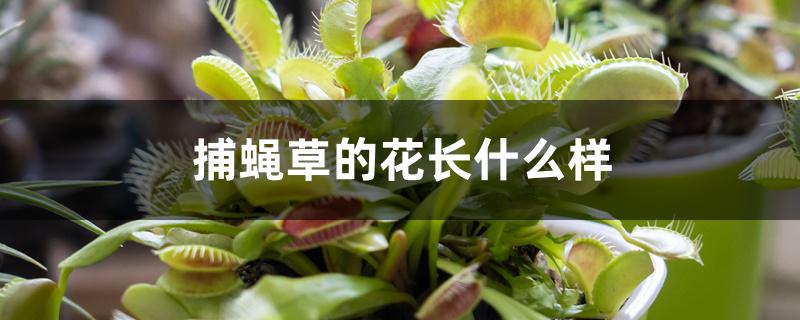 捕蝇草的花长什么样 捕蝇草的花长什么样