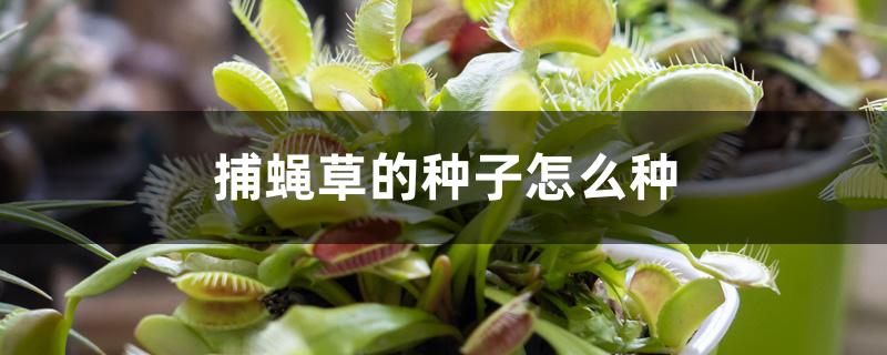 捕蝇草的种子怎么种 捕蝇草的种子怎么种