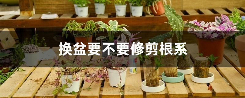换盆要不要修剪根系 换盆要不要修剪根系