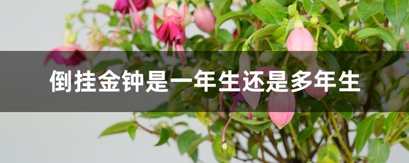 倒挂金钟是一年生还是多年生 倒挂金钟是一年生还是多年生