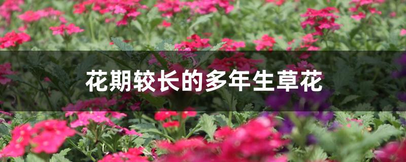 花期较长的多年生草花 花期较长的多年生草花
