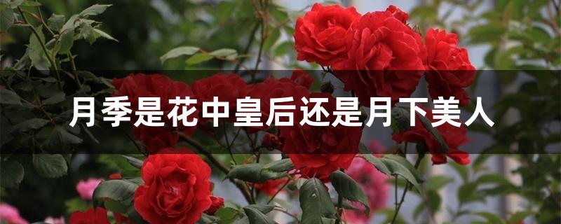 月季是花中皇后还是月下美人 月季是花中皇后还是月下美人