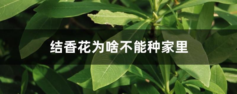 结香花为啥不能种家里 结香花为啥不能种家里