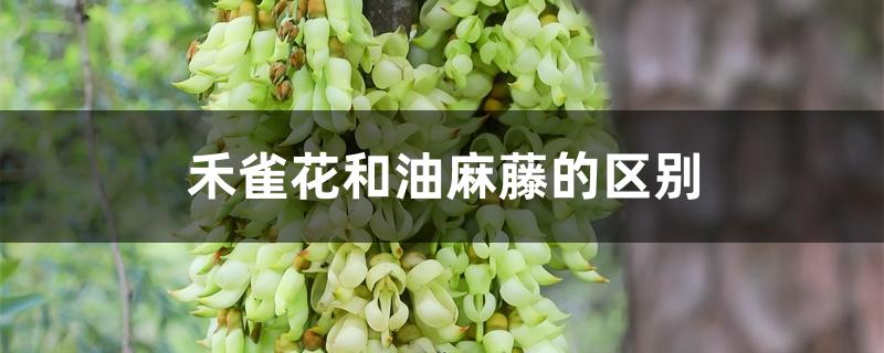 禾雀花和油麻藤的区别 禾雀花和油麻藤的区别